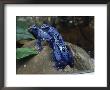 A Pair Of Blue Poison Dart Frogs Mate As Another Looks On by George Grall Limited Edition Print
