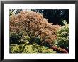A Japanese Garden In Portland by Darlyne A. Murawski Limited Edition Print