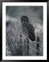 Portrait Of A Great Gray Owl On A Frosty Fence In Winter by Michael S. Quinton Limited Edition Print