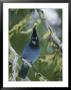 Close View Of A Stellers Jay Sitting On A Branch by Michael S. Quinton Limited Edition Print