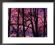 Detail Of Bare Trees Silhouetted Against A Deep Rose Sky by Mattias Klum Limited Edition Print