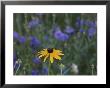 Black-Eyed Susan by Brian Gordon Green Limited Edition Pricing Art Print