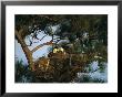 Pair Of American Bald Eagles Sitting In Their Nest In A Pine Tree by Klaus Nigge Limited Edition Pricing Art Print