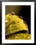 Close View Of Water Droplets On A Yellow Flower, Groton, Connecticut by Todd Gipstein Limited Edition Print