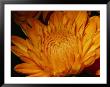 Close View Of Golden Marigold Sprinkled With Pollen by Brian Gordon Green Limited Edition Print