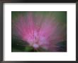 A Close View Of A Delicate Wildflower by Heather Perry Limited Edition Print