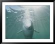 Underwater Portrait Of A Beluga Whale Bathed In Rays Of Sunlight by Brian J. Skerry Limited Edition Print