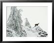 Fir Trees And Chamois In Snow, Berchtesgaden National Park, Germany by Norbert Rosing Limited Edition Print