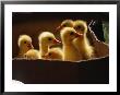 Baby Ducklings by James L. Stanfield Limited Edition Print