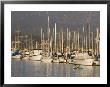 Sailboats Docked In The Santa Barbara Harbor With Kayakers, California by Rich Reid Limited Edition Pricing Art Print