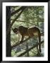 Backlit Mountain Lion Stands On A Pine Branch by Dr. Maurice G. Hornocker Limited Edition Print