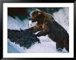 A Grizzly Bear With A Freshly Caught Salmon In Its Mouth Climbs Up Onto A Rock by Joel Sartore Limited Edition Pricing Art Print