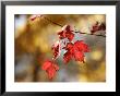 Autumn-Hued Maple Leaves Clinging To A Branch by Charles Kogod Limited Edition Print