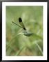 A Graceful Dragonfly Sitting On A Blade Of Grass by Heather Perry Limited Edition Print
