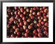 Bins Of Apples Glisten With Morning Dew At A Roadside Stand by Stephen St. John Limited Edition Pricing Art Print