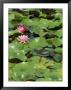 A Painted Turtle Rests On A Water Lily Pad Near Two Pink Flowers by George Grall Limited Edition Pricing Art Print