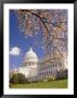 A View Of A Cherry Tree In Bloom And The West Face Of The Capitol Building by Richard Nowitz Limited Edition Print