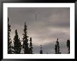 Geese Fly In Formation Above Silhouetted Pine Trees by Raymond Gehman Limited Edition Print