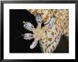 Close-Up Of The Toe-Pads Of A Tokay Gecko by Darlyne A. Murawski Limited Edition Print