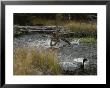 Mountain Lion Hunts A Mallard Duck In A Creek by Jim And Jamie Dutcher Limited Edition Print