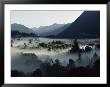 A Heavy Fog Fills A Valley In The Olympic Mountains by Sam Abell Limited Edition Pricing Art Print