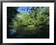 Hardwood Forest On The Eno River In Spring by Raymond Gehman Limited Edition Print