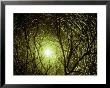 Interlaced Icy Branches Frame The Sun by George Grall Limited Edition Print