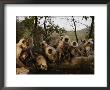 Hanuman Langur Monkeys Drink From A Water Hole by Michael Nichols Limited Edition Print