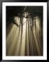 An Early Morning View Of Sunlight Penetrating Siuslaw National Forest by Phil Schermeister Limited Edition Print