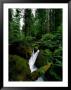 Woodland View Of Glacier Creek by James P. Blair Limited Edition Pricing Art Print
