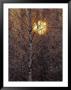 Frost-Covered White Birch Trees With The Sun Rising Behind by Raymond Gehman Limited Edition Pricing Art Print