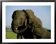 African Elephants Bonding by Beverly Joubert Limited Edition Print