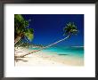 Palm Trees Leaning Towards Sea At Matautu Beach, Matautu, A'ana, Upolu, Samoa by Peter Hendrie Limited Edition Print