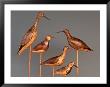Shore Bird Decoys, Usa by Gavriel Jecan Limited Edition Pricing Art Print