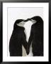 A Pair Of Chinstrap Penguins In A Courtship Cuddle by Ralph Lee Hopkins Limited Edition Print