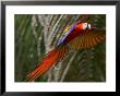 Scarlet Macaw (Ara Macao) In Flight, Preparing To Land In Palms by Roy Toft Limited Edition Print