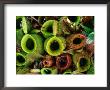Nepenthes Or Pitcher Plants, Sarawak, Malaysia by Mark Daffey Limited Edition Print