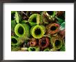 Nepenthes Or Pitcher Plants, Sarawak, Malaysia by Mark Daffey Limited Edition Print