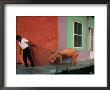 Villager Pulling Pig On Rope, Tlacotalpan, Veracruz-Llave, Mexico by Jeffrey Becom Limited Edition Print