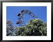 View Of The Giant Prater Ferris Wheel Above Chestnut Trees In Bloom, Vienna, Austria by Richard Nebesky Limited Edition Print