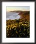 Yellow Lupine On Mcclure's Beach In Marin County, Point Reyes National Seashore, California, Usa by Wes Walker Limited Edition Print
