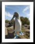 A Blue-Footed Booby Of The Galapagos Islands by Ralph Lee Hopkins Limited Edition Pricing Art Print
