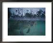 A Manatee Swims In Three Sisters Spring by Joel Sartore Limited Edition Print