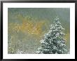 Aspen Trees Get A Dusting Of Snow From An Autumn Storm by Paul Chesley Limited Edition Print