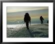 Mountain Climbers Hike Through A Snowy Landscape To The Top Of Denali by Bill Hatcher Limited Edition Print
