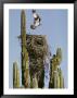 An Osprey Flies Above Its Nest Built On A Cardon Cactus by Walter Meayers Edwards Limited Edition Pricing Art Print