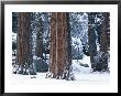 Redwood Trees Dusted With Snow In Yosemite National Park by Marc Moritsch Limited Edition Print