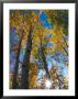 Aspen Trees With Sunlight Coming Through, Alaska, Usa by Julie Eggers Limited Edition Print