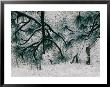 Close View Of Snow On Ponderosa Pine Branches by Marc Moritsch Limited Edition Print