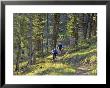 Bangtail Ridge Trail Near Bozeman, Montana, Usa by Chuck Haney Limited Edition Print
